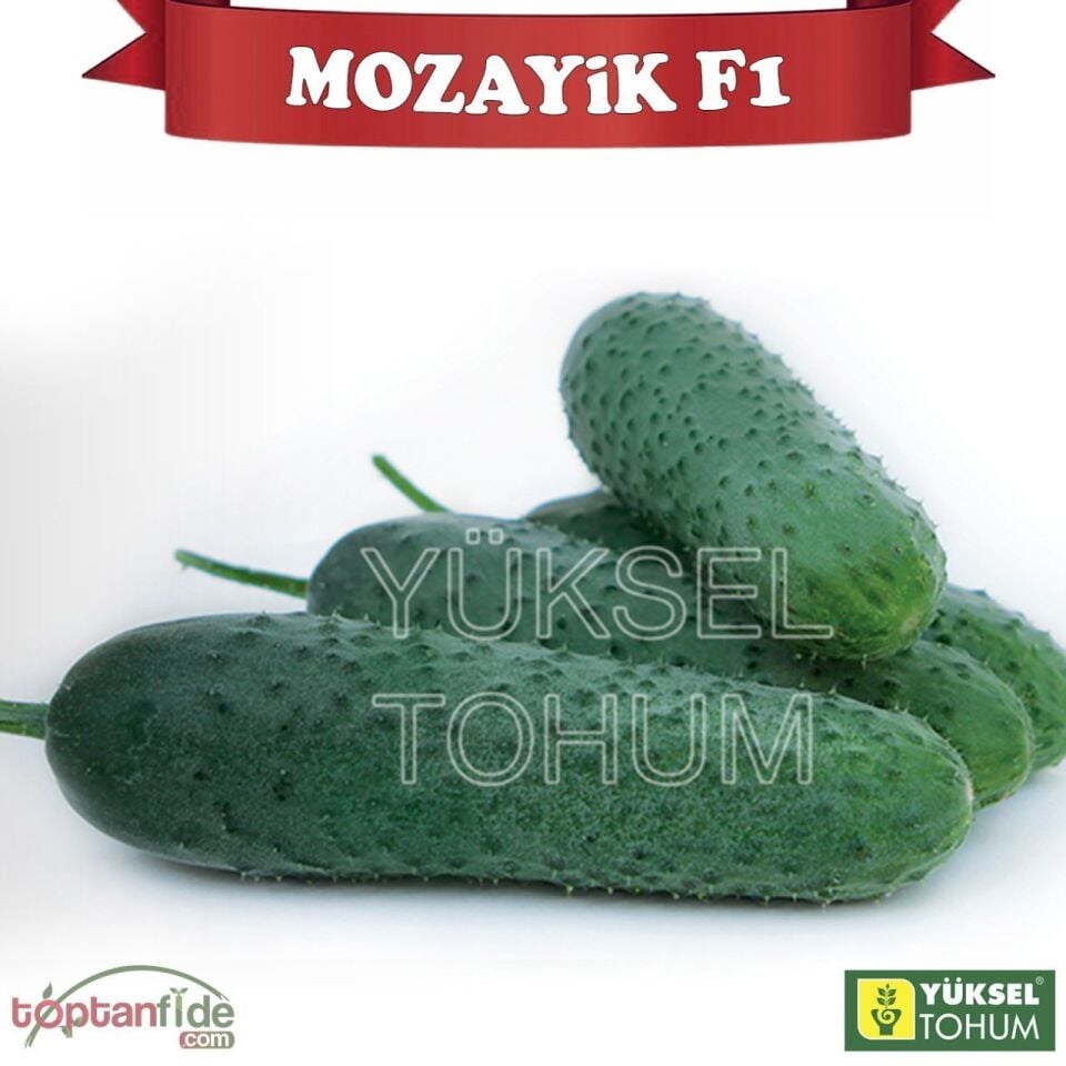 Mozayik F1 Dikenli Hıyar Fidesi