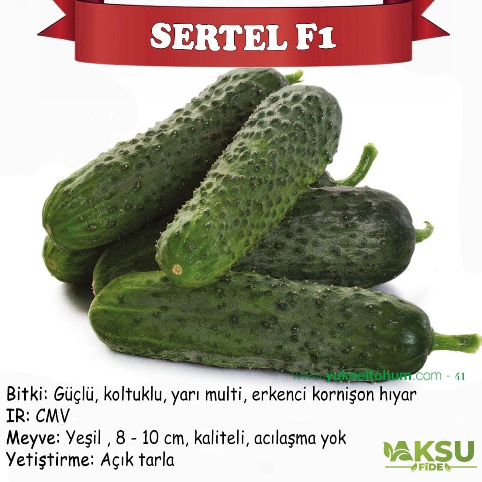 Sertel F1 Dikenli Hıyar Fidesi