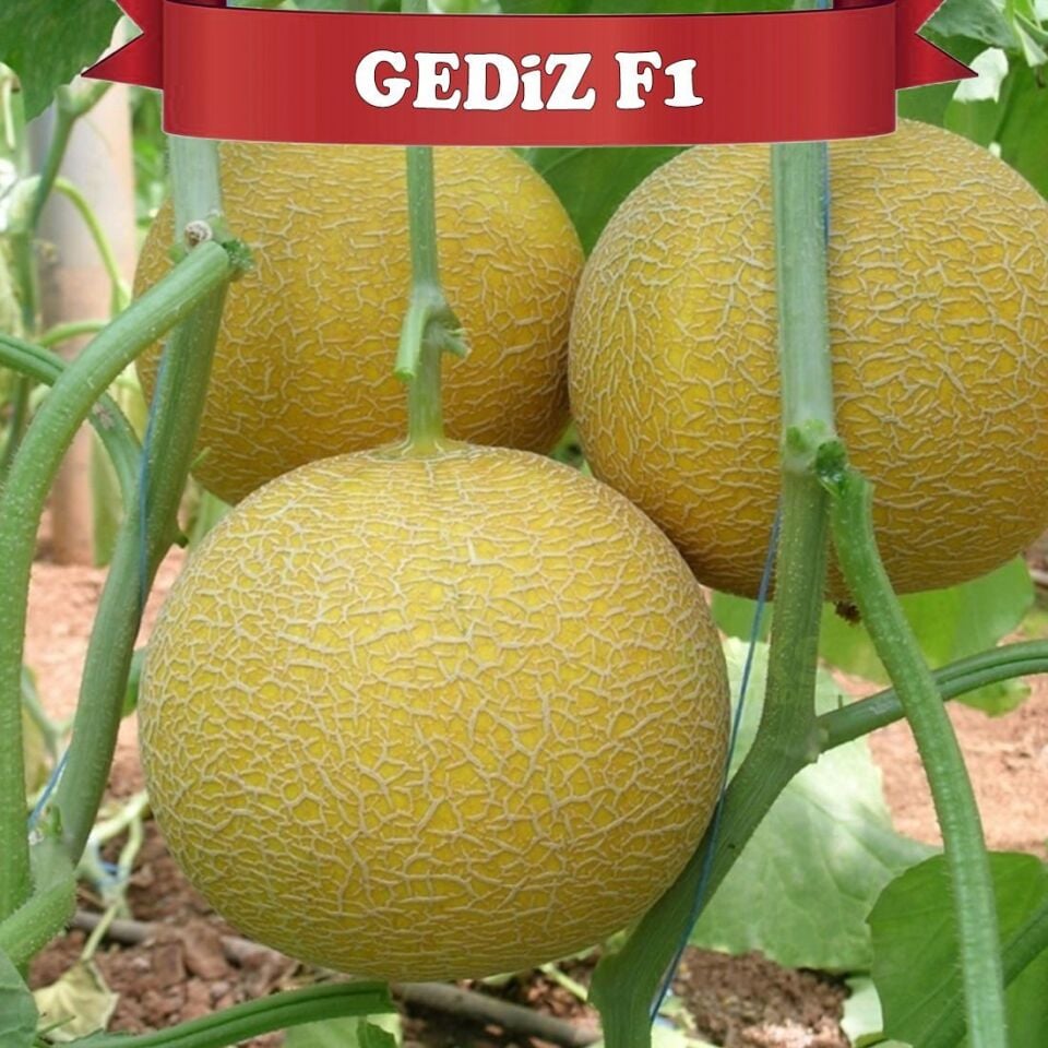 Gediz F1 Galya Kavun Fidesi