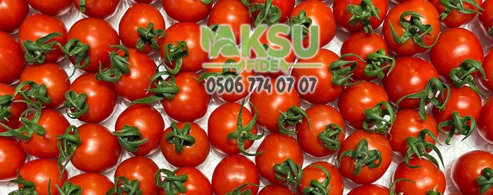 Şölen F1 Sırık Kokteyl Domates Fidesi