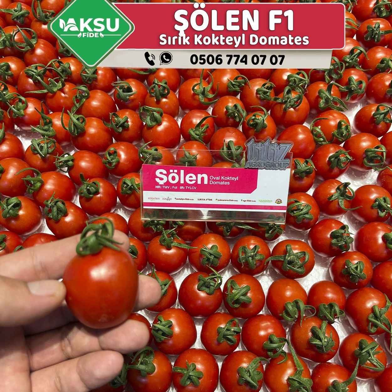 Şölen F1 Sırık Kokteyl Domates Fidesi