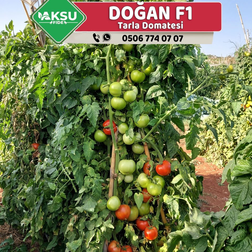 Doğan F1 Tekli Tarla Domates Fidesi