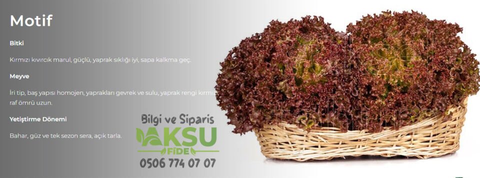 Motif Kırmızı Kıvırcık Marul Fidesi