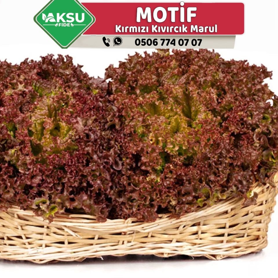 Motif Kırmızı Kıvırcık Marul Fidesi