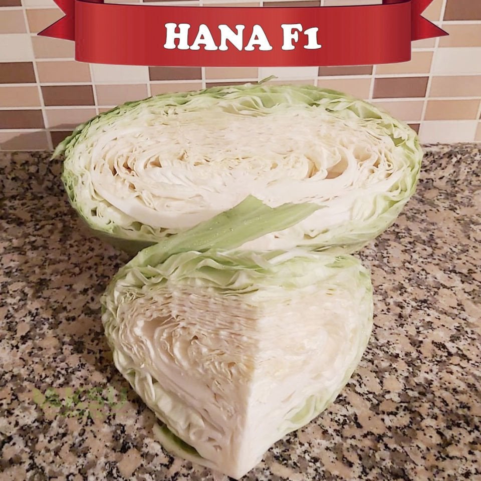 Hana Lahana Fidesi