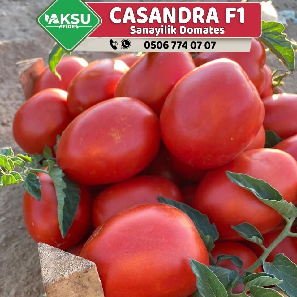 Casandra F1 İri Salçalık Domates