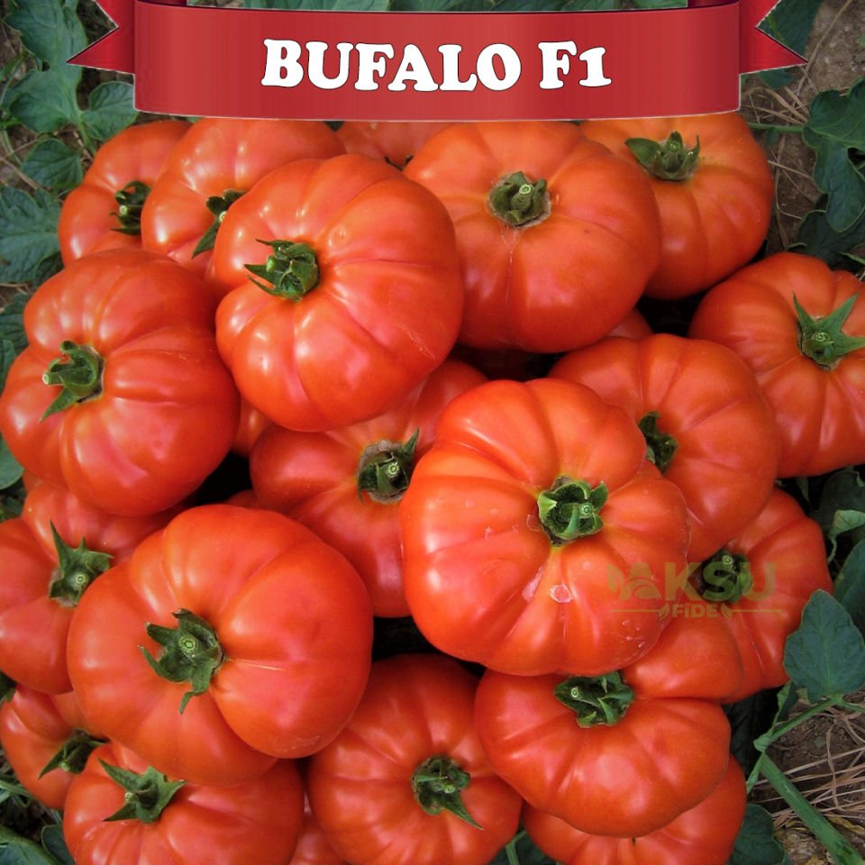 Bufalo F1 Beef Domates Fidesi