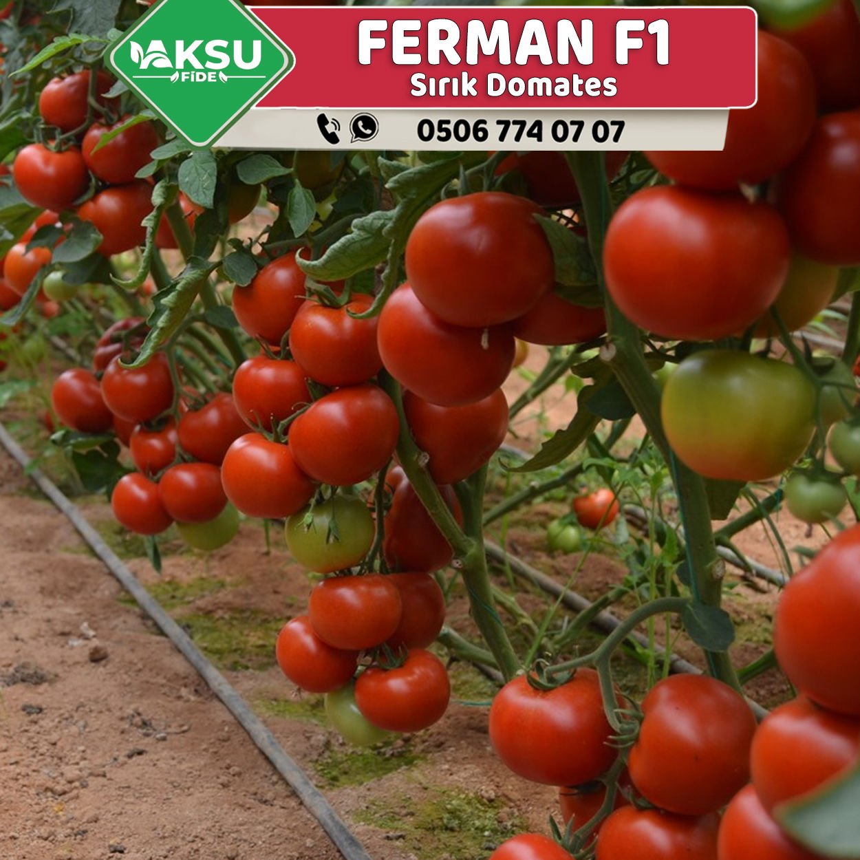 Ferman F1 Sırık Domates Fidesi