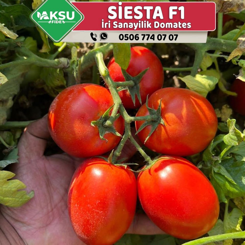 Siesta F1 İri Salçalık Domates Fidesi