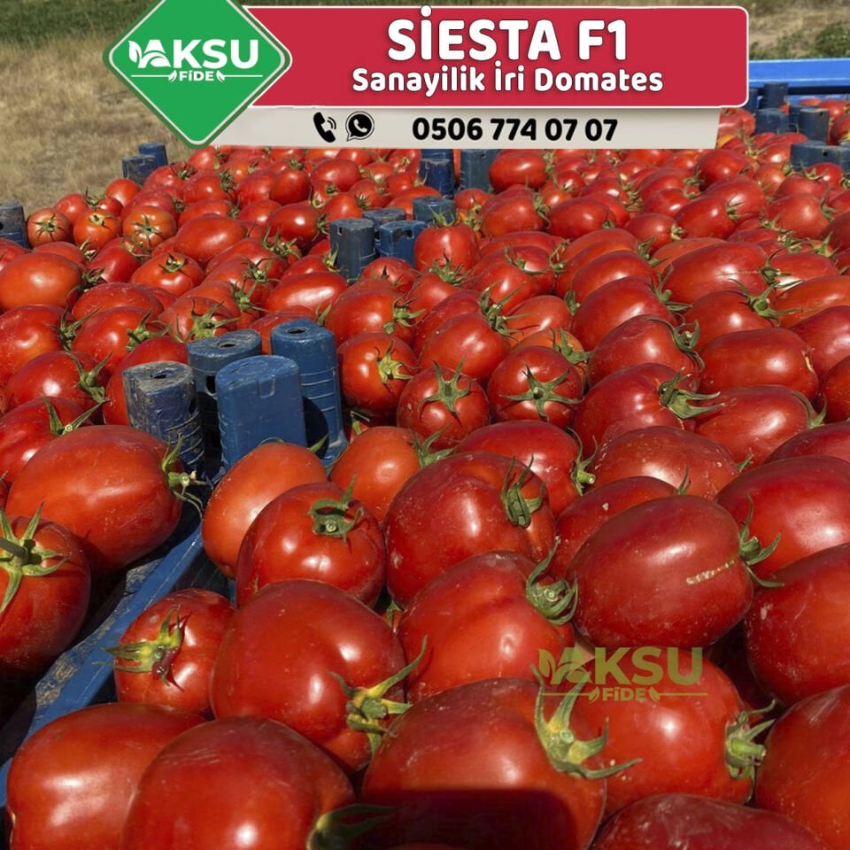 Siesta F1 İri Salçalık Domates Fidesi