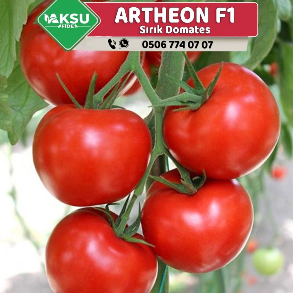 Artheon F1 Sırık Domates Fidesi