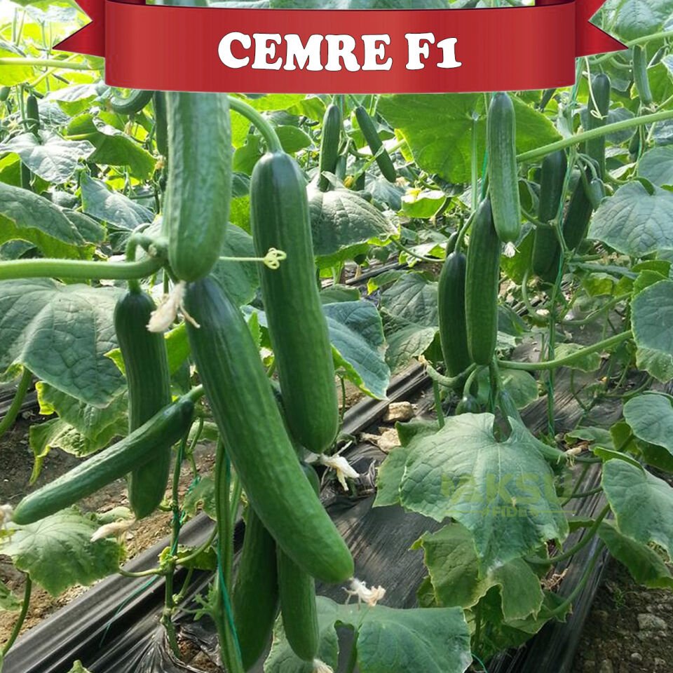 Cemre F1 Beith Alpha Hıyar Fidesi