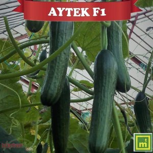 Aytek F1 Beith Alpha Hıyar Fidesi