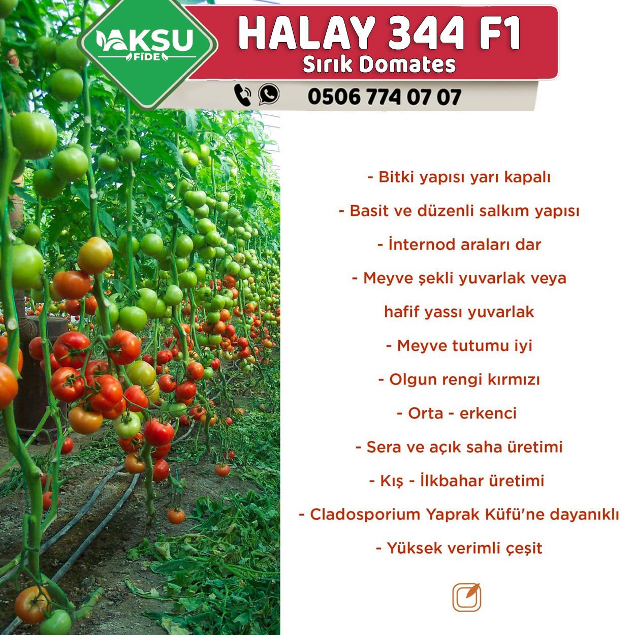 Halay 344 F1 Sırık Domates Fidesi