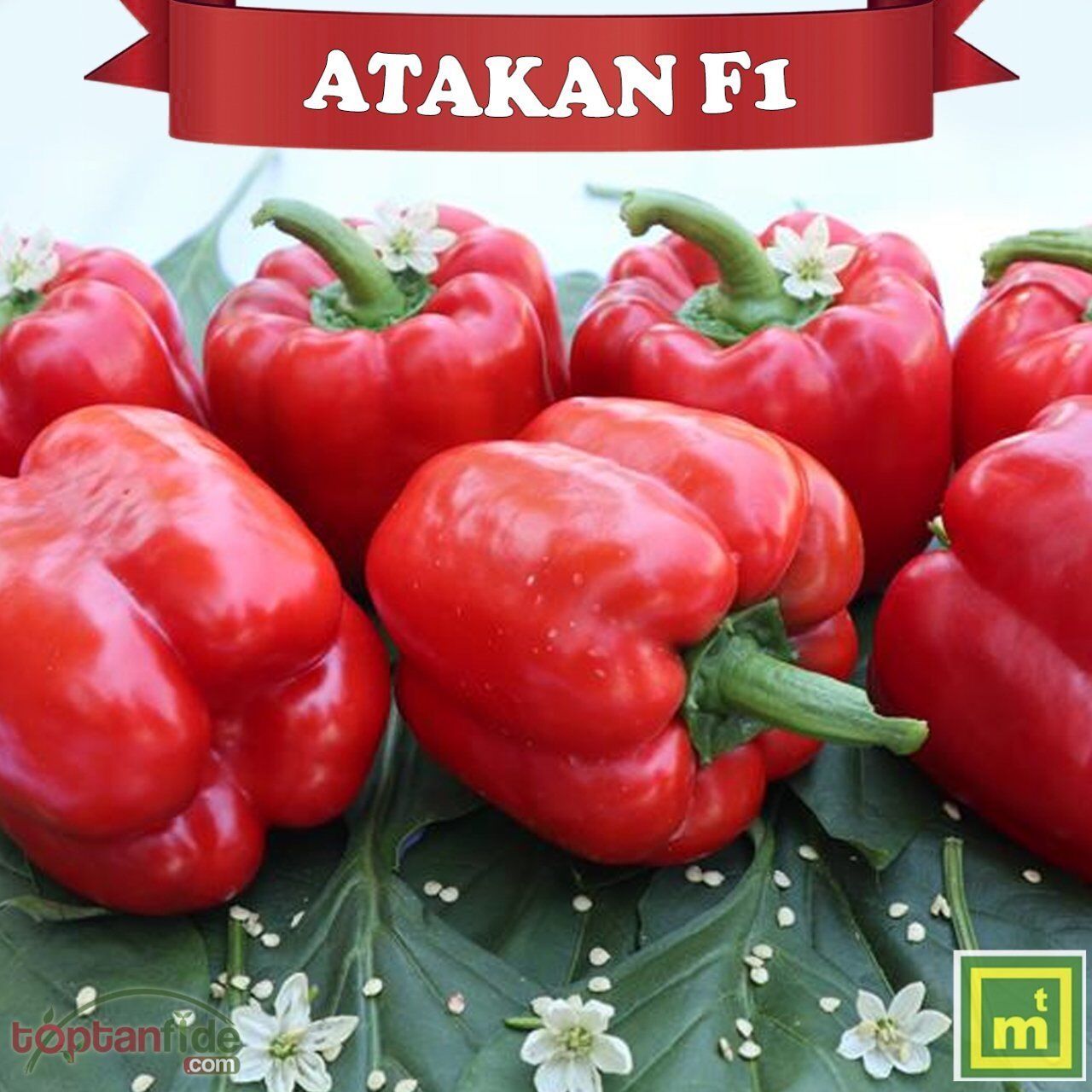 Atakan F1 California Biber Fidesi