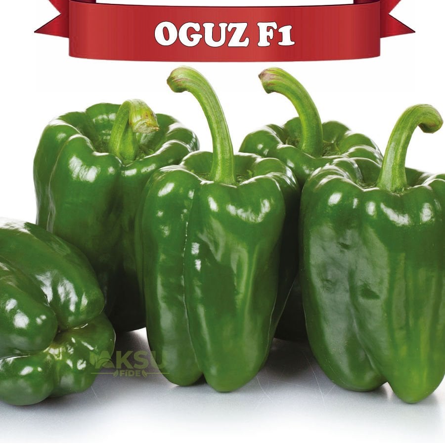 Oğuz F1 Antep Acı Dolma Biber Fidesi