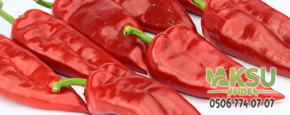 Avşar F1 Kapya Biber Fidesi