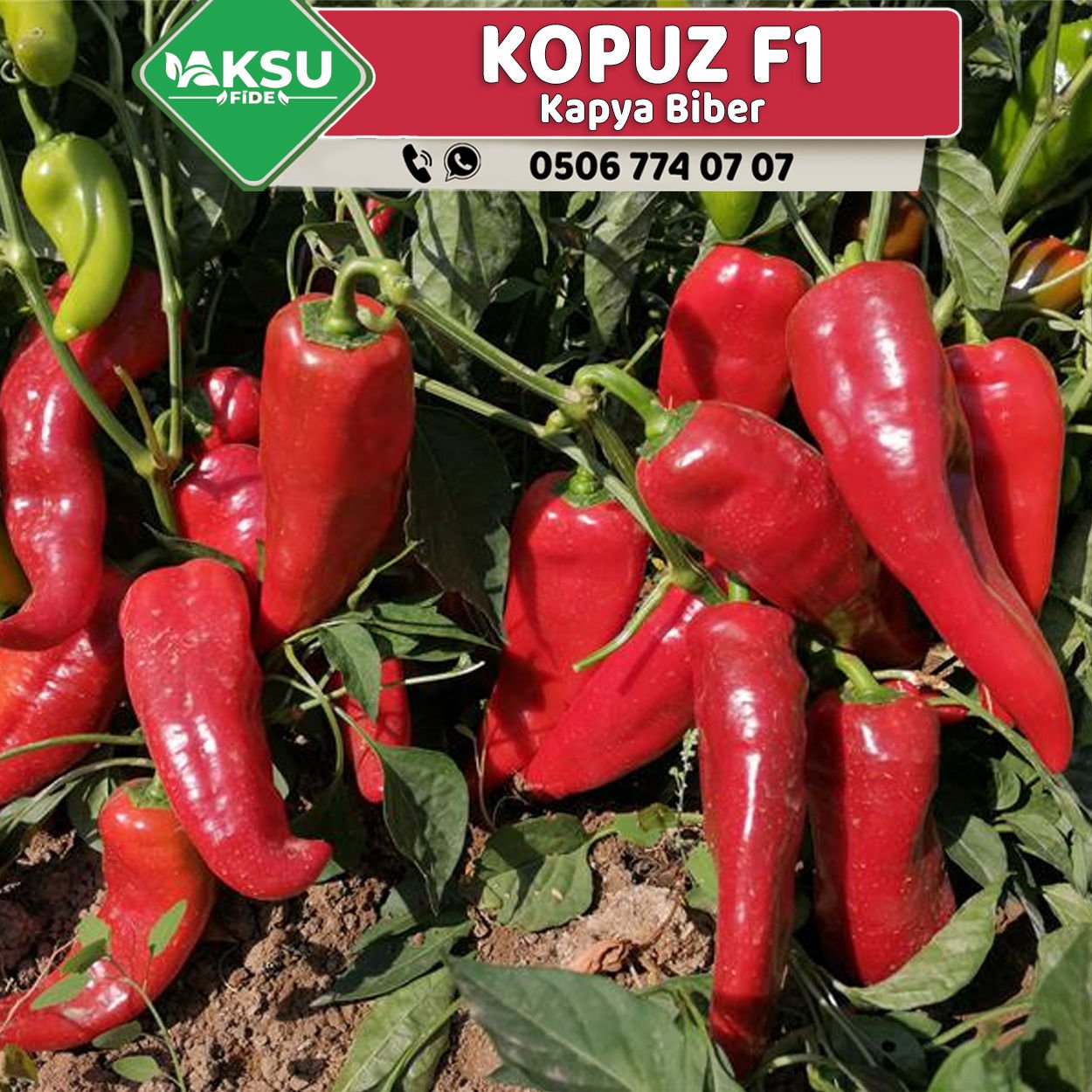 Kopuz F1 Kapya Biber Fidesi