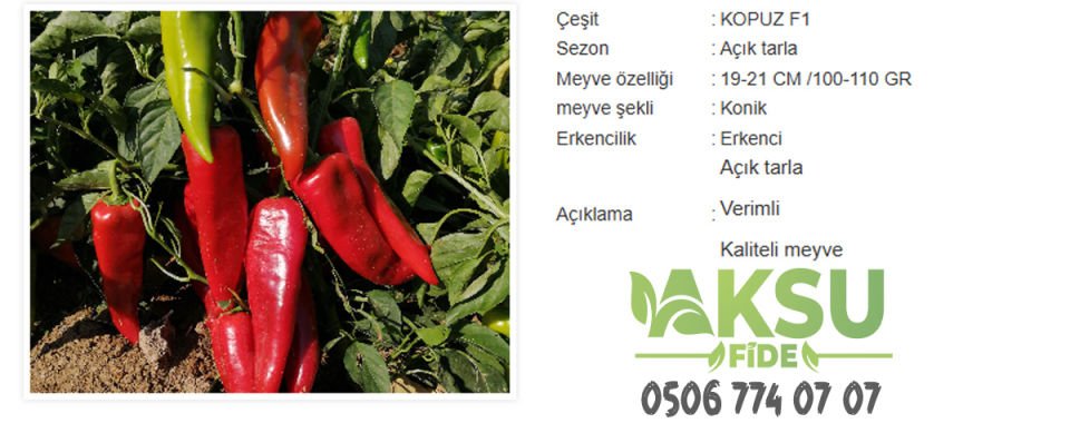 Kopuz F1 Kapya Biber Fidesi