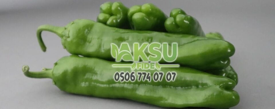 Manken F1 Köy Biberi Fidesi