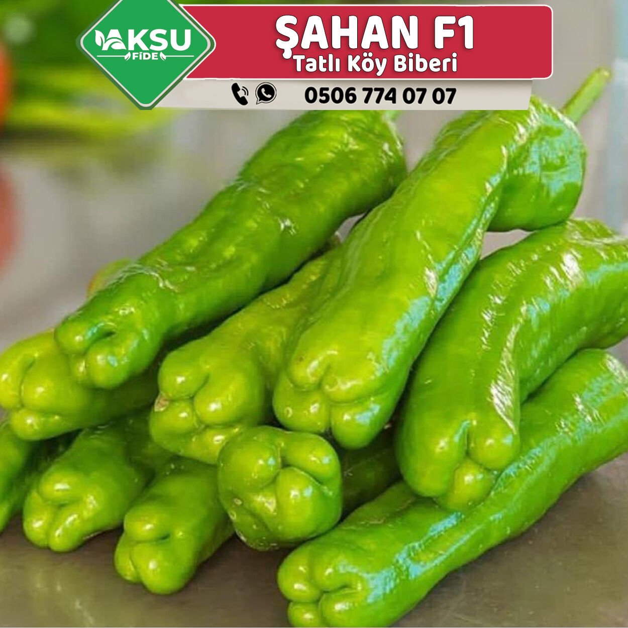 Şahan F1 Tatlı Köy Biberi Fidesi