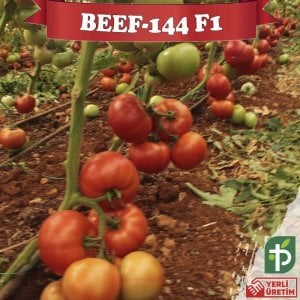 Beef-144 F1 - Sırık Beef Domates Fidesi