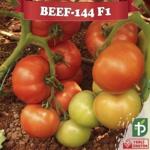 Beef-144 F1 - Sırık Beef Domates Fidesi
