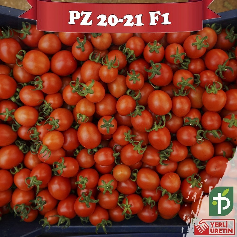 PZ-2021 F1 - Kokteyl Domates Fidesi
