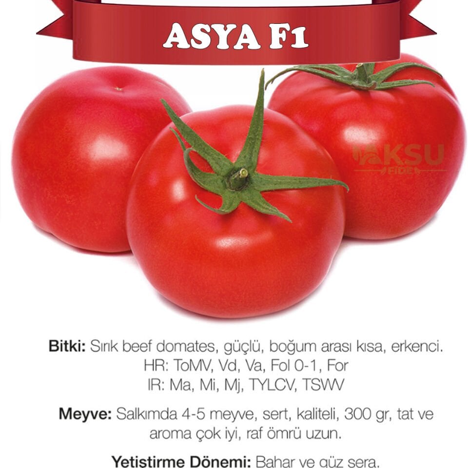 Asya F1 Sırık Beef Domates Fidesi
