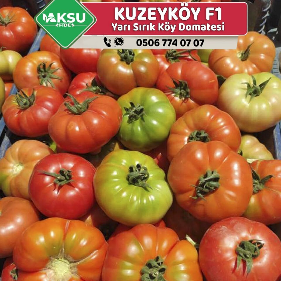 Kuzeyköy F1 - Köy Domatesi Tohumu 1000 Adet