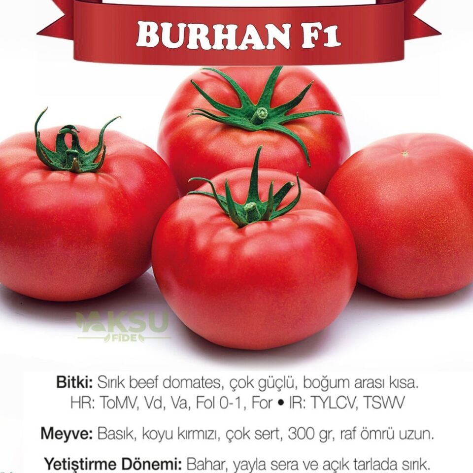 Burhan F1 Sırık Beef Domates Fidesi