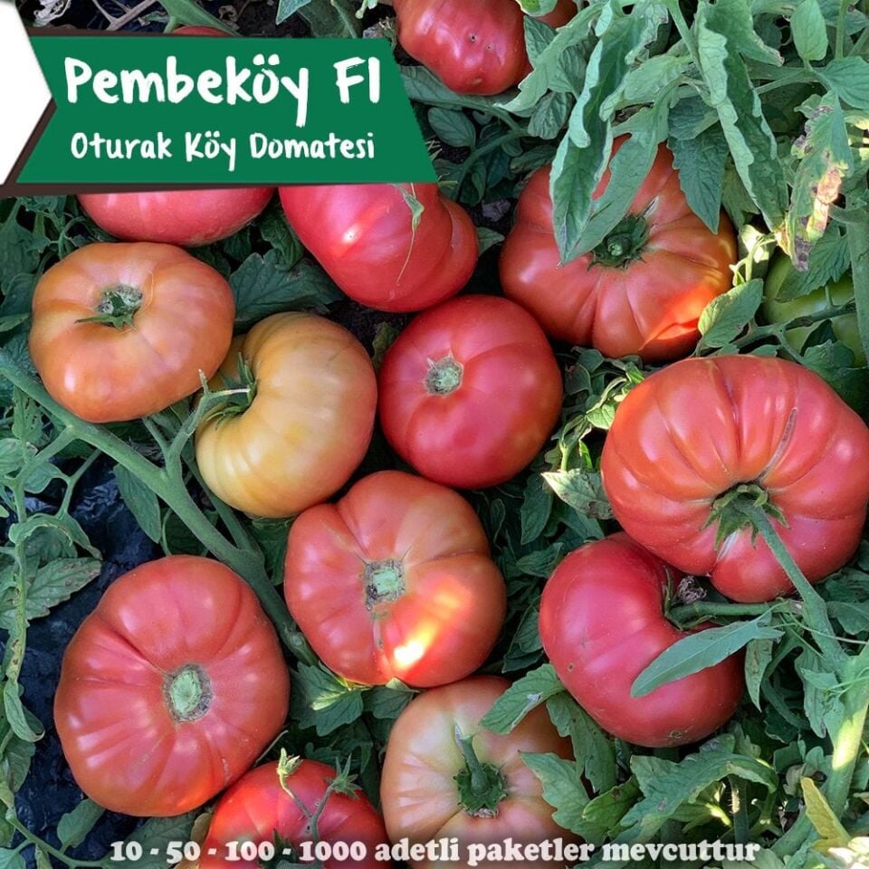 Pembeköy F1 - Pembe Köy Domates Tohumu 1000 Adet