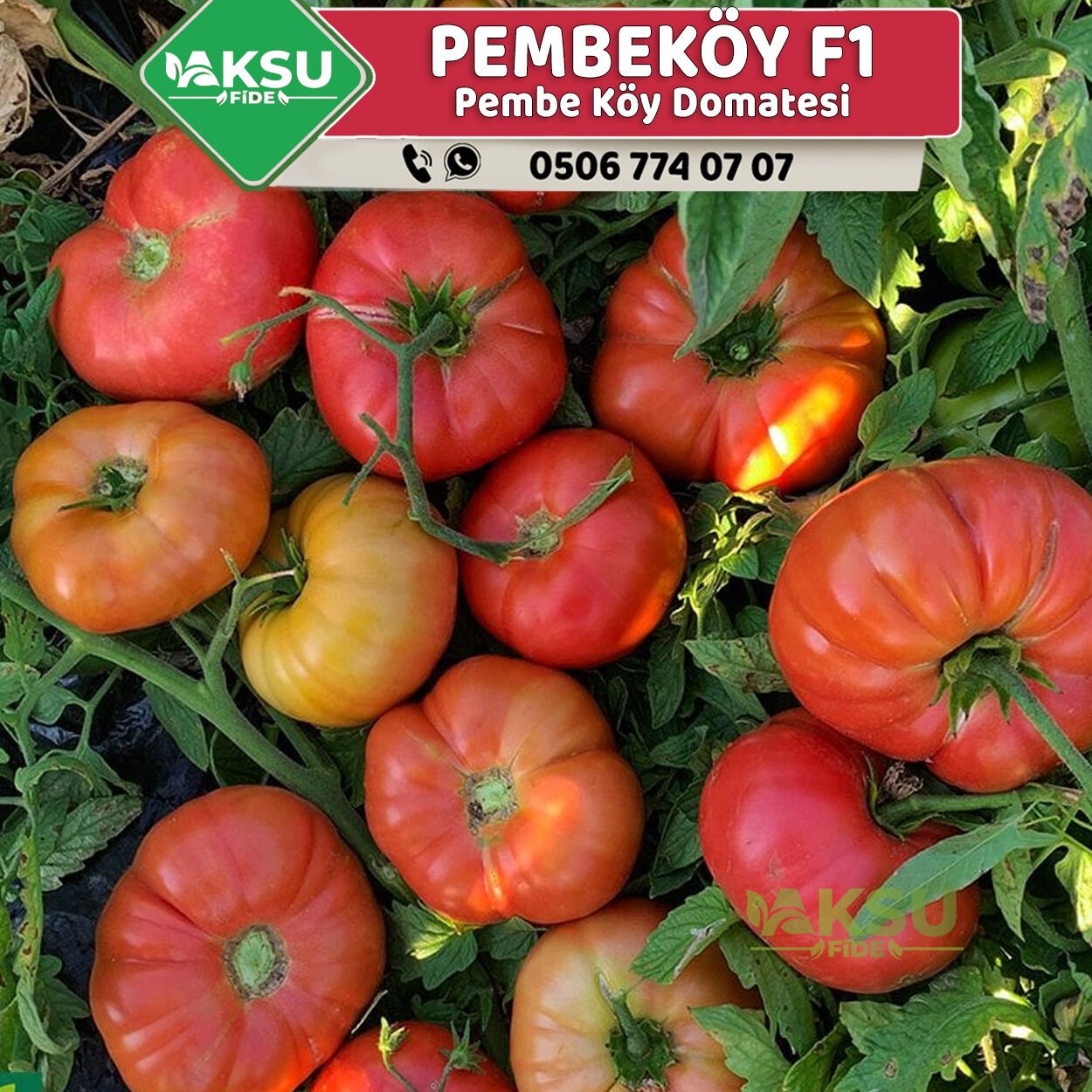 Pembeköy F1 - Pembe Köy Domates Tohumu 1000 Adet