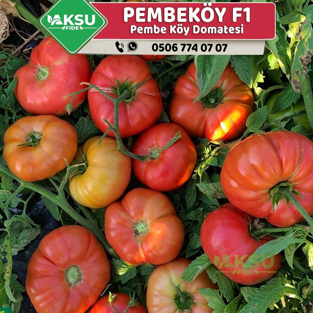 Pembeköy F1 - Pembe Köy Domates Tohumu 1000 Adet