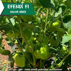 Efendi F1 Dolma Biber Tohumu 1.000 Ad/pk