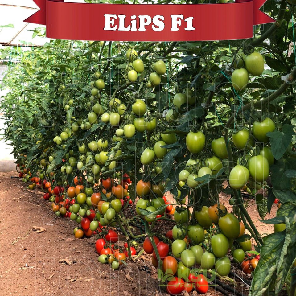 Elips F1 Sırık Oval Domates Fidesi