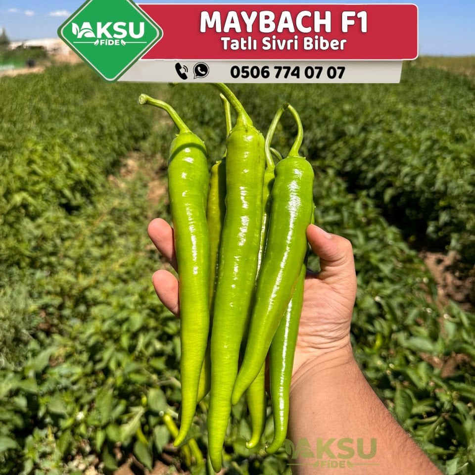 Maybach F1 Tatlı Sivri Biber Fidesi