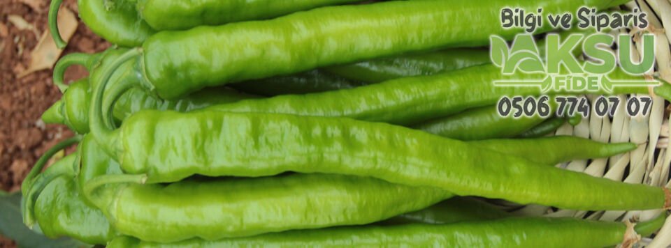 Maybach F1 Tatlı Sivri Biber Fidesi