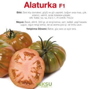 Alaturka F1 - Sırık Köy Domatesi Fidesi