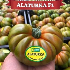Alaturka F1 - Sırık Köy Domatesi Fidesi