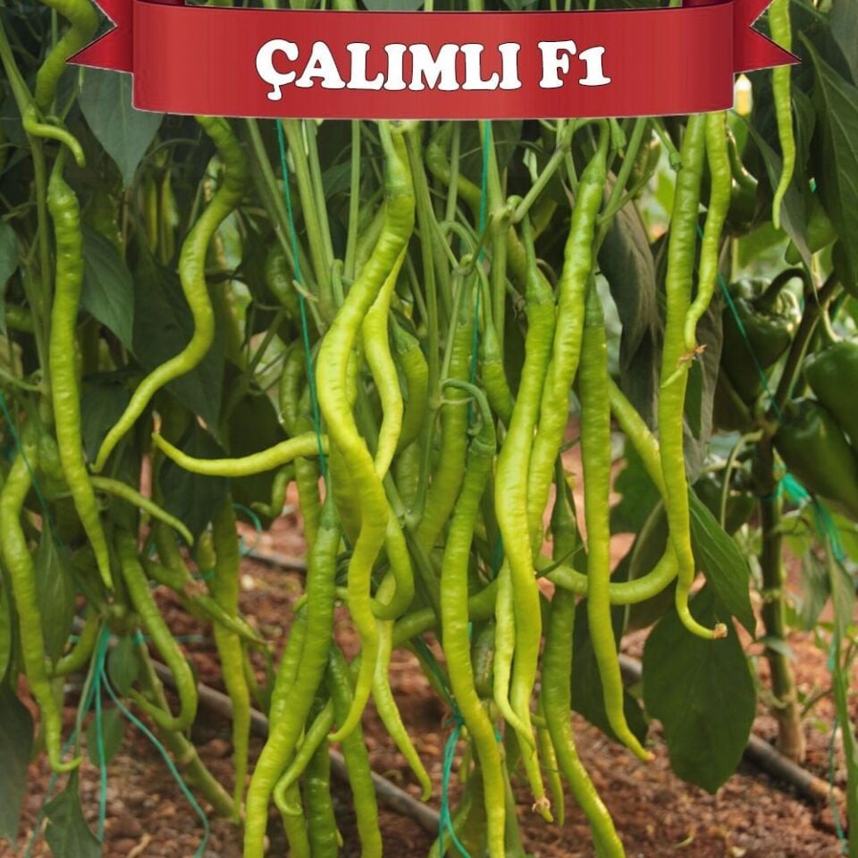 Çalımlı F1 - Tatlı Kıl Biber Tohumu 1000 Ad/pk
