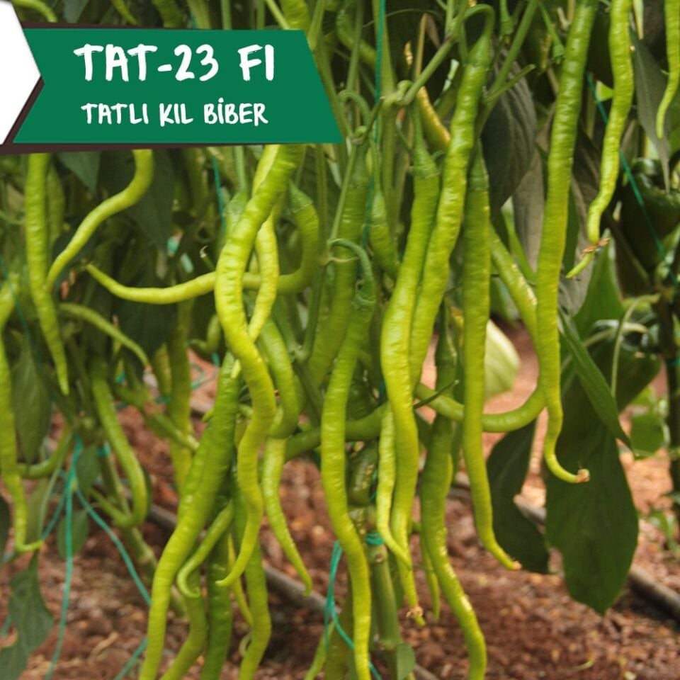 Çalımlı F1 - Tatlı Kıl Biber Tohumu 1000 Ad/pk