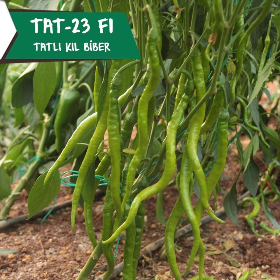 Çalımlı F1 - Tatlı Kıl Biber Tohumu 1000 Ad/pk