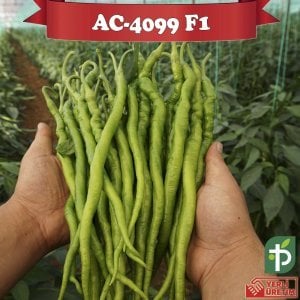 AC-4099 F1 - Acı Kıl Biber Tohumu 1000 Adet