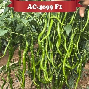 AC-4099 F1 - Acı Kıl Biber Tohumu 1000 Adet