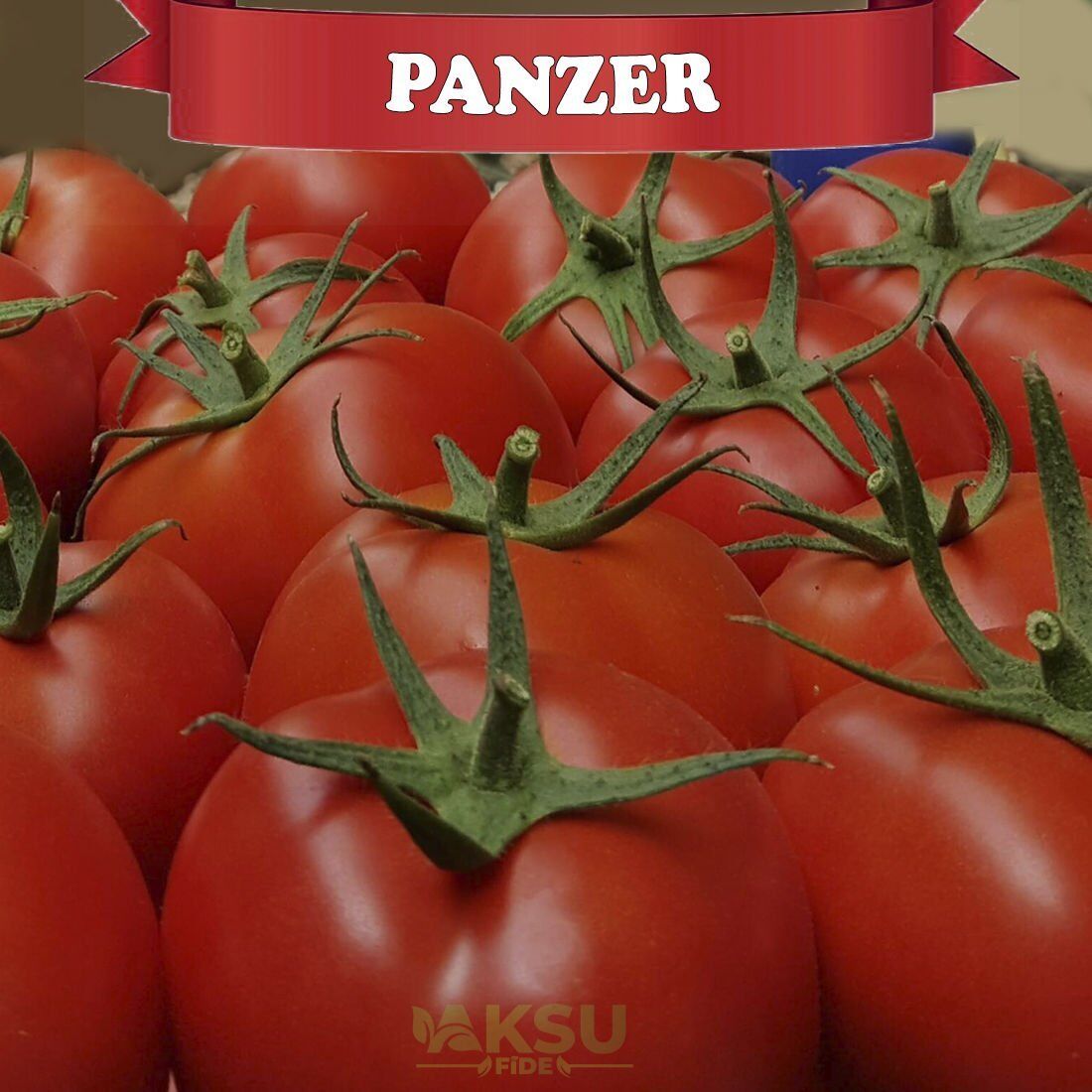 Panzer F1 Sırık Tane Domates Fidesi