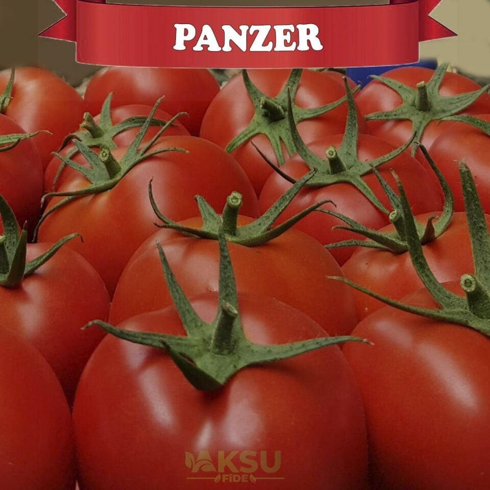 Panzer F1 Sırık Tane Domates Fidesi