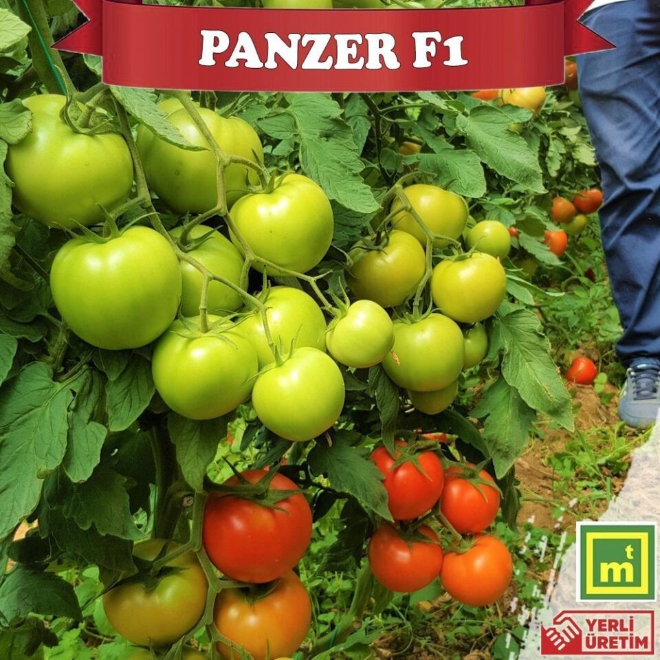 Panzer F1 Sırık Tane Domates Fidesi