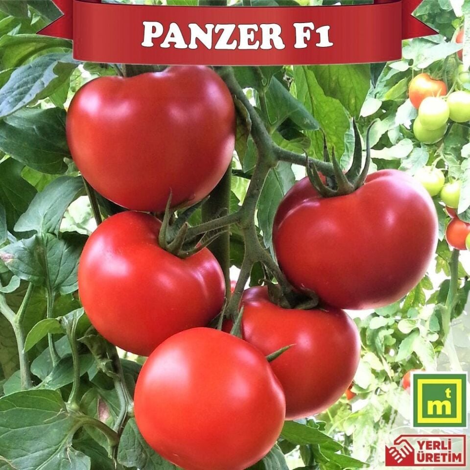 Panzer F1 Sırık Tane Domates Fidesi