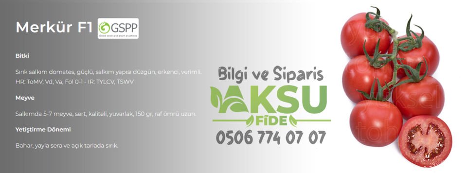 Merkür F1 Sırık Salkım Domates Fidesi